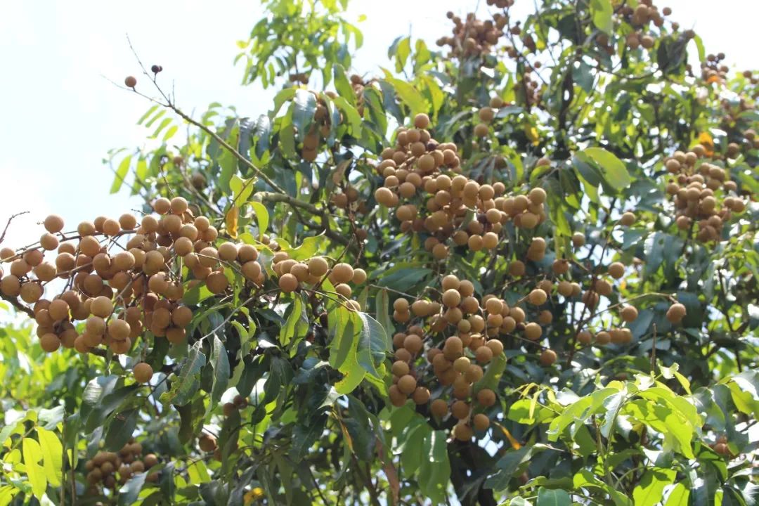 马拉松广西桂平赛区_广西平南马拉松_桂平龙潭马拉松